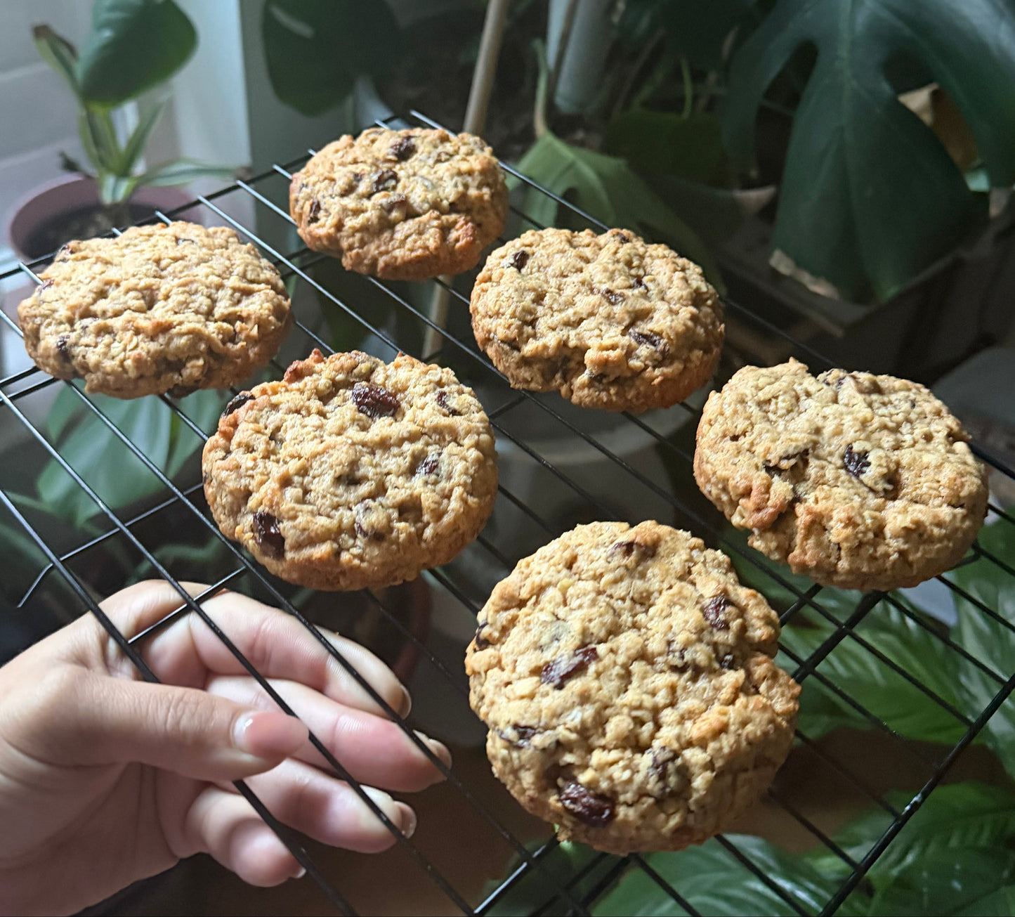 Oatmeal Rum Raisin Cookie
